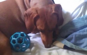 JW Pet Review of JW Dog Toys